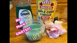 How To Get Rid of Gnats!!! Inside The House...
