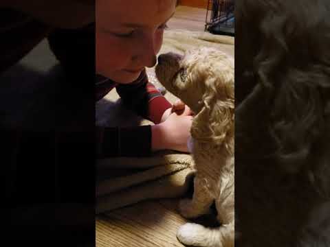 download lagu mp3 mp4 Genevieves Labradoodles, download lagu Genevieves Labradoodles gratis, unduh video klip Genevieves Labradoodles