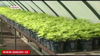 В Грозном проведут масштабные работы по озеленению