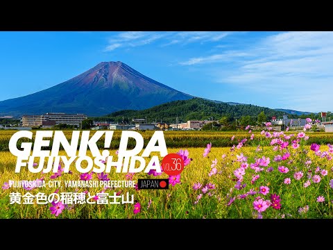 ［広報ふじよしだ］元気だ！ふじよしだ 2025年11月号　黄金色の稲穂と富士山
