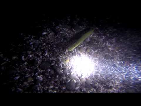 Tauchgang 25.8.2015 WZT Tiefenbrunnen Zürichsee