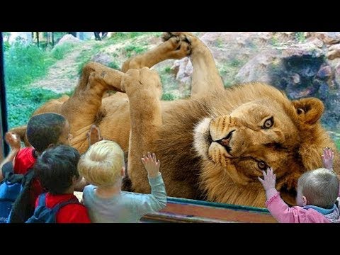 Zoo Animals Can Be Real Bullies - Funny!