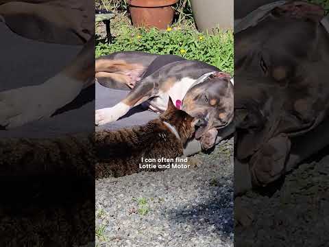 Magical Pittie Sends Cat BFF A New Friend From Heaven 🌈 | The Dodo