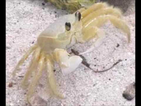 karkalicious - clean version { broadway homestuck}