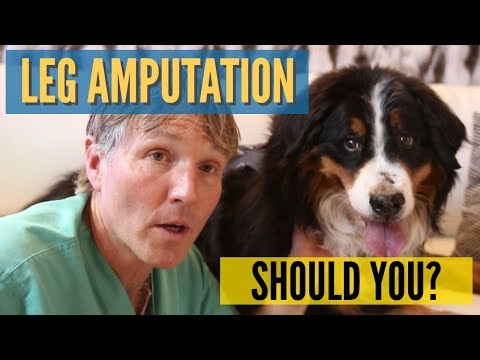 YouTube video about: How much does it cost to amputate a dog's leg?