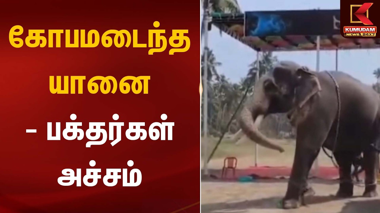 கோபமடைந்த யானை - பக்தர்கள் அச்சம் | Elephant | Kumudam News