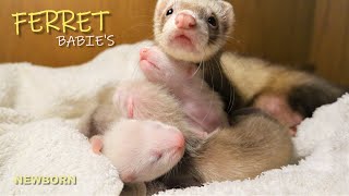 How To Take Care Of Pregnant ferret and new ferret Babies?!  Have You Ever Seen A Newborn Ferret?