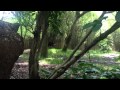 The Okapi At The Safari Ride Disney S Animal Kingdom