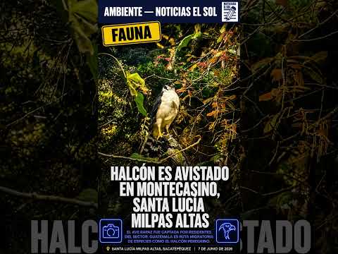 🦅 Halcón avistado en Santa Lucía Milpas Altas