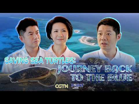 Saving sea turtles: The journey back to the blue