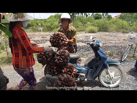 Asian NIPA PALM Fruit - Fresh Nypa Fruticans Juice - Vietnamese Fruit Dua Nuoc
