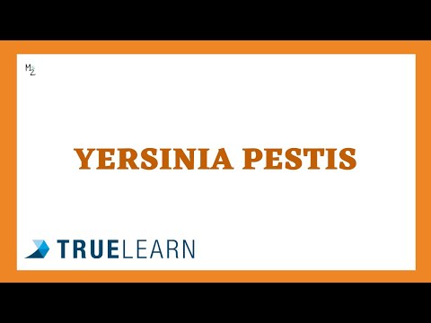Yersinia pestis causes bubonic plague - BLACK DEATH