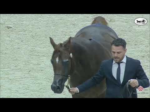 N 250 VESUVIUS DPA   Sharjah International Arabian Horse Festival 2022   Stallions 7 9 Years Old Cla