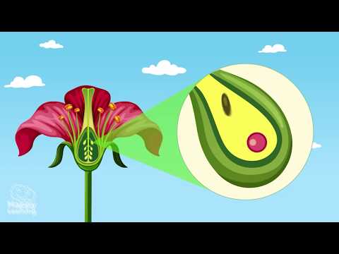 Vídeo: A función de reprodución nas plantas