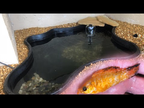Colorful Molly Fish for My Mini Pond