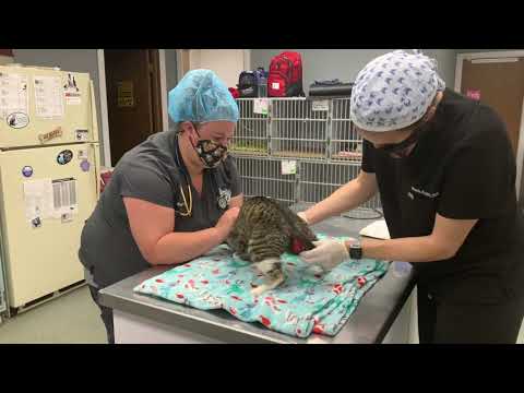 Rectal prolapse repair in a stray cat with kittens@Complete Care Animal Hospital
