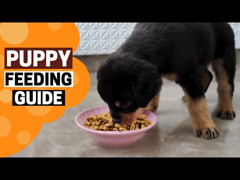 Complete Rottweiler Puppy Feeding Guide | What To Feed | How Much to Feed
