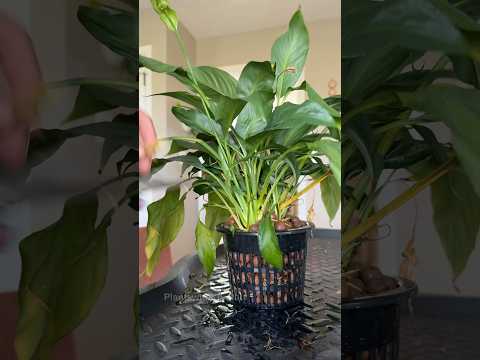 A silent peace lily change from soil to Leca #plants #plantcare #planttips