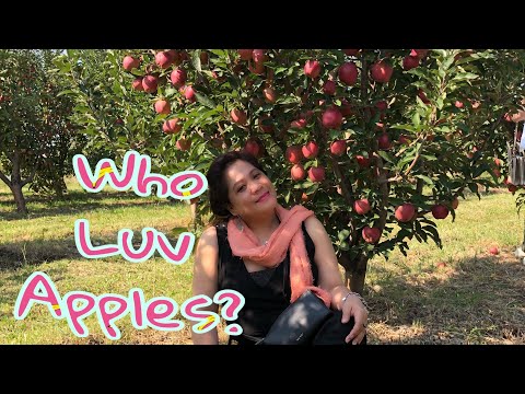 Apple picking na wala ako na pitas|Armenia