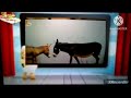 Baby TV In The Animal Word Ads