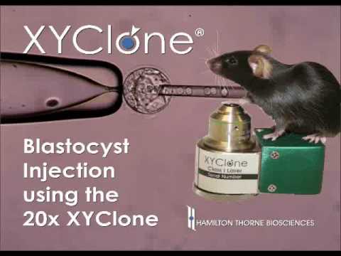 XYClone Laser: Blastocyst Injection of ESC (Transgenic Mice)