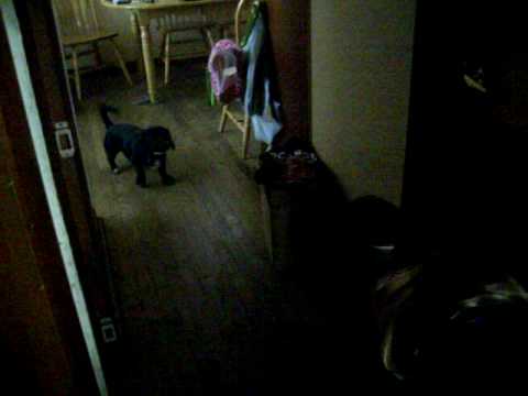 Dog afraid of bubble gum