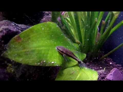 Otocinclus Cleaning Plants