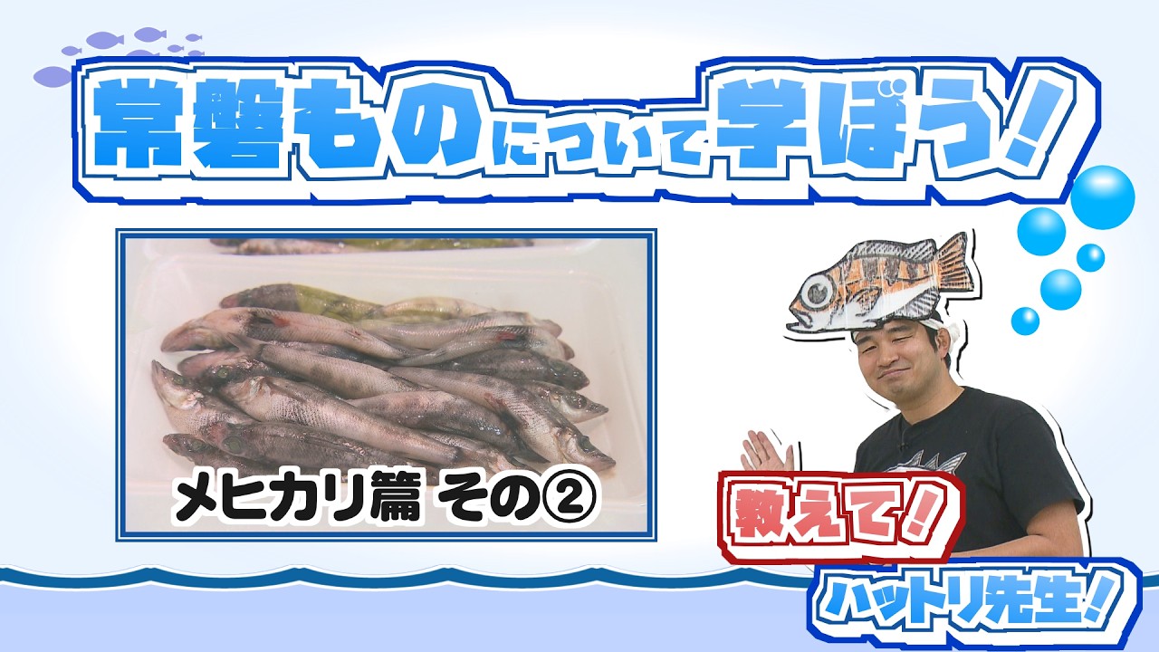 【常磐ものについて学ぼう！】メヒカリ篇その②
