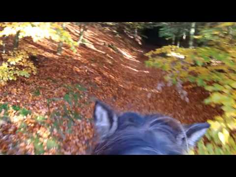 Dronninglund Storskov 25. oktober 2015