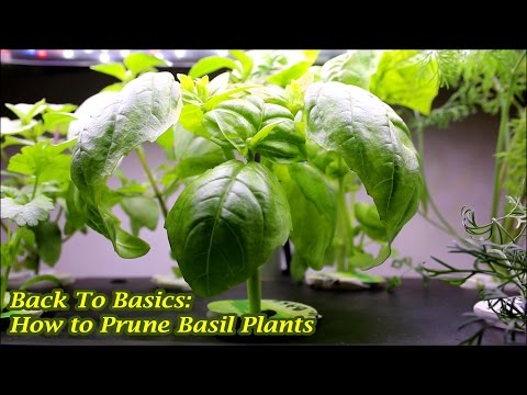 image-What happens if you don't trim basil?
