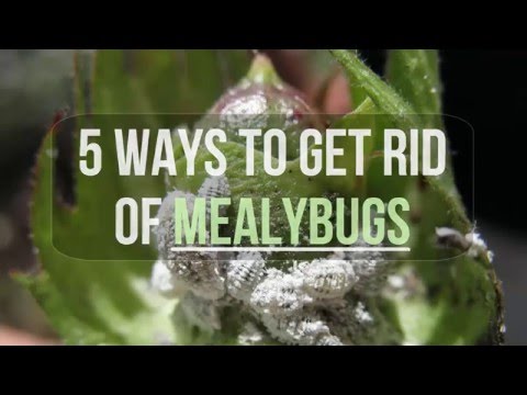 , title : '5 Ways to Get Rid of Mealybugs'