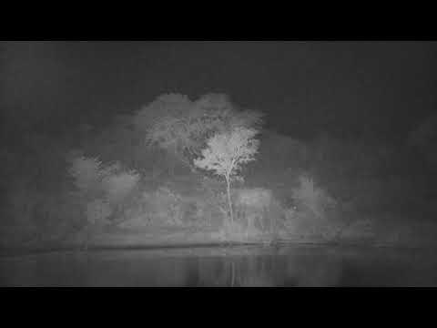 Djuma: Impalas across the dam and then Nightjar - 23:01 - 07/26/2023