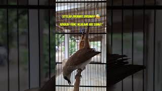 Download lagu Over-Passionate Trucukan Care #trucukangacor #trucukan #ropeltrucukan #shortsviral #birdsong #fyp mp3 Download lagu Over-Passionate Trucukan Care #trucukangacor #trucukan #ropeltrucukan #shortsviral #birdsong #fyp mp3
