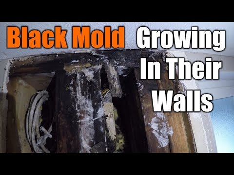image-Can black mold in the shower make you sick?