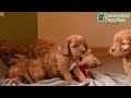 Cavapoo dogs for sale: Casey - Video 1