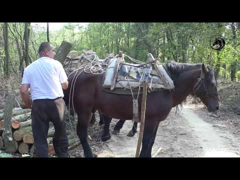 -POSLEDNJI  SAMARAŠ SA FRUŠKE GORE -