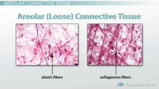 Learn Examples On Adipose Connective Tissue Meaning Concepts