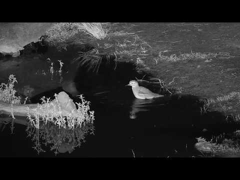 Djuma: Water Thick-knee pair having a bath in the pan  - 05:50 - 06/24/19