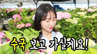 경기도 농기원, 수국 신품종 육성 현장 평가회 개최