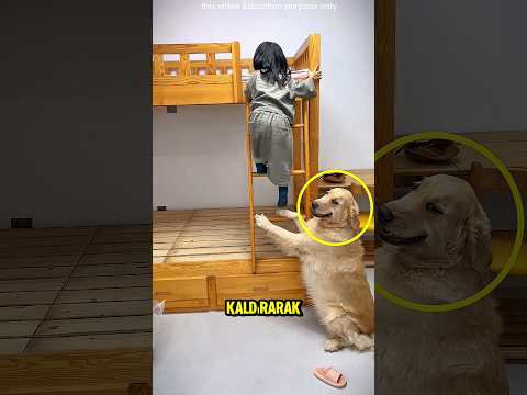 Akıllı bir köpek çocuğu kurtardı😱 #dog #baby #cats #cute