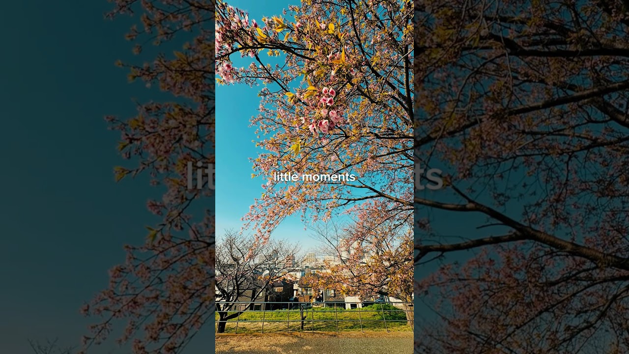 It’s cherry blossom season again 🌸 又到了看櫻花的季節