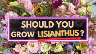 Why I'm building my summer business around lisianthus