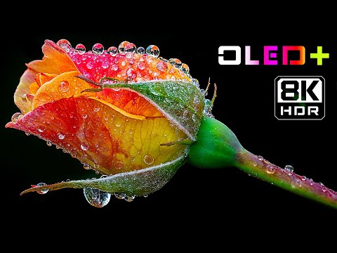 BEST OF OLED – Stunning Colorful Flower in 8K HDR | Dolby Vision™