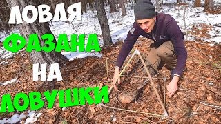 Ловушка на фазана своими руками чертежи