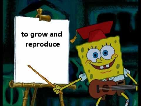 Cell Division Song Spongebob
