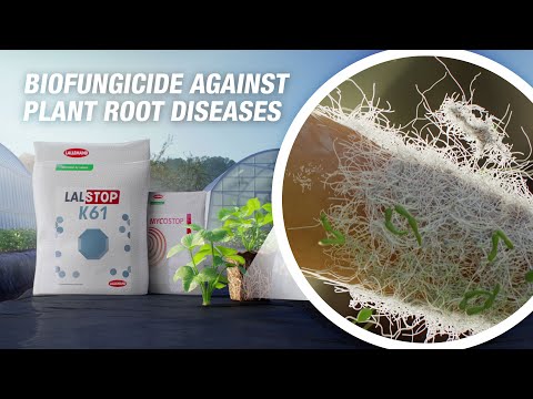LALSTOP K61 Biofungicide for Control on Fusarium, Pythium, Rhizoctonia, Alternaria and Phytophthora