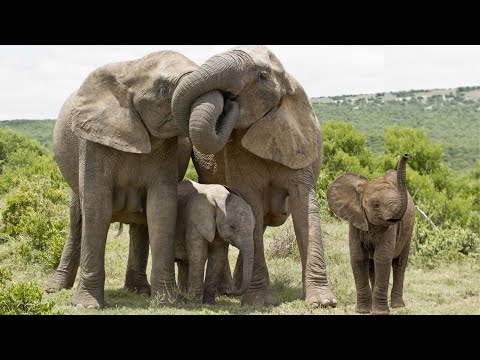Elephant sounds - Amazing herd of elephants - Elephant - Little elephant