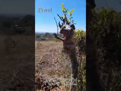 Vendido》 CUYUAPA, SANTA CATARINA MASAHUAT, SONSONATE. 1 MZ DE TERRENO