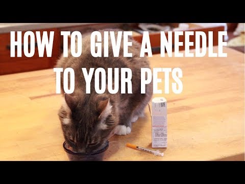 How To Give A Needle To Your Dog or Cat