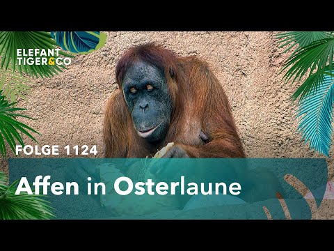 Osterüberraschung im Pongoland! (Folge 1124) | Elefant, Tiger & Co. | MDR
